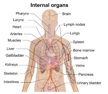 organ damage