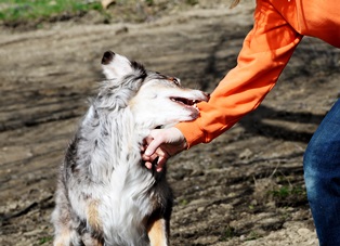 dog bite lawyer