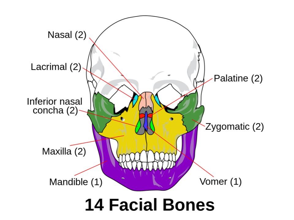 facial bones(1)
