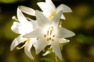 Texas Wrongful Death Lawsuit Plaintiffs